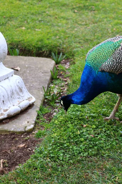 Pavões Parque Cidade Ihlamur Istambul — Fotografia de Stock