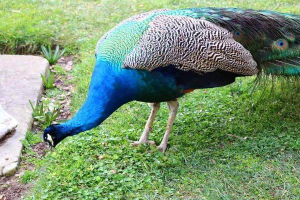 Peacocks Istanbulském Městském Parku Ihlamur — Stock fotografie