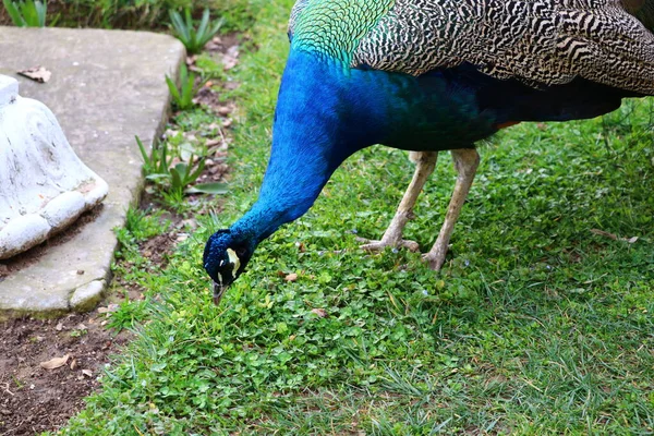 Pfauen Istanbuler Ihlamur Stadtpark — Stockfoto