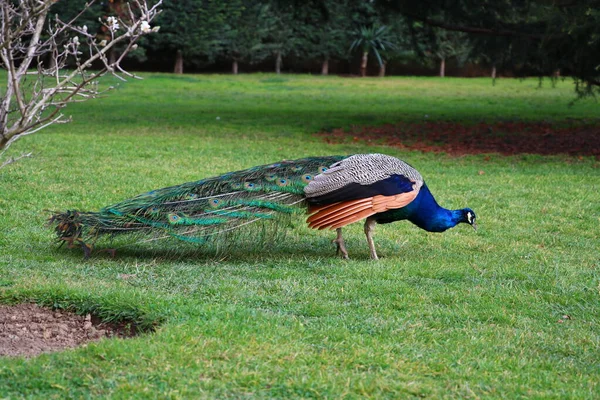 Pavões Parque Cidade Ihlamur Istambul — Fotografia de Stock