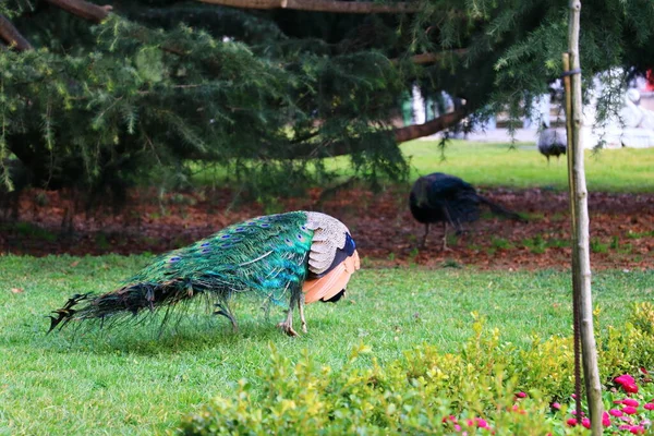 Peacocks Istanbul Ihlamur City Park — Stock Photo, Image