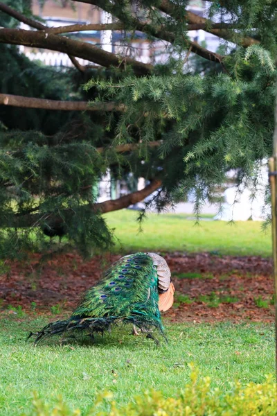 Pavos Reales Parque Ciudad Ihlamur Estambul — Foto de Stock