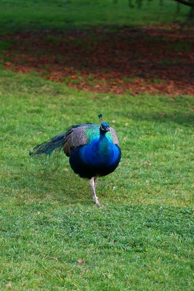 Pavos Reales Parque Ciudad Ihlamur Estambul — Foto de Stock