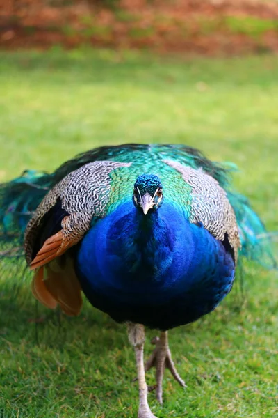 Pavos Reales Parque Ciudad Ihlamur Estambul — Foto de Stock