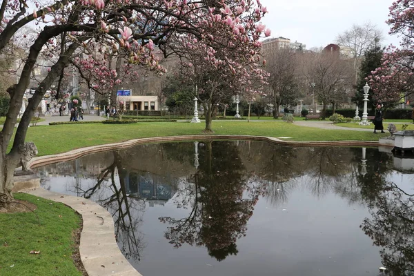 Kwitnąca Magnolia Parku Miejskim Ihlamur Stambule — Zdjęcie stockowe