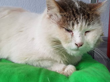 Dünyanın her yerinden kediler.