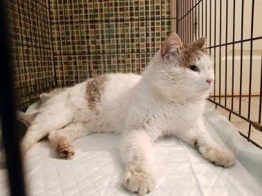 Dünyanın her yerinden kediler.