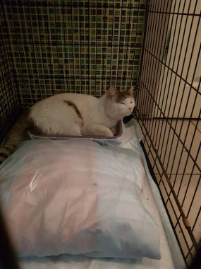 Dünyanın her yerinden kediler.