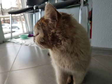 Dünyanın her yerinden kediler.