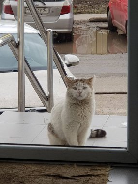 Dünyanın her yerinden kediler.