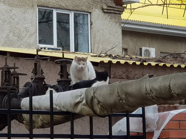 Gatos Todo Mundo — Fotografia de Stock