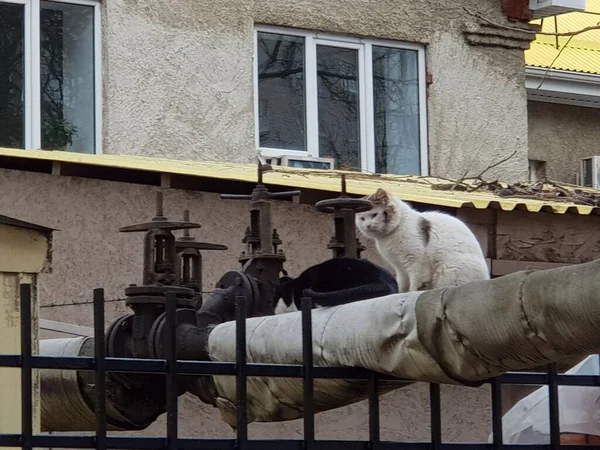 Gatti Provenienti Tutto Mondo — Foto Stock