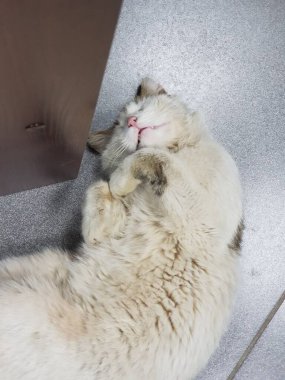 Dünyanın her yerinden kediler.