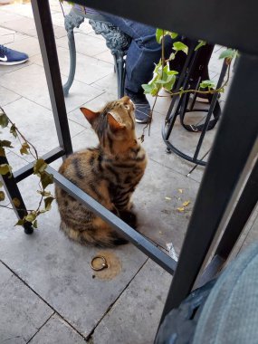 Dünyanın her yerinden kediler.