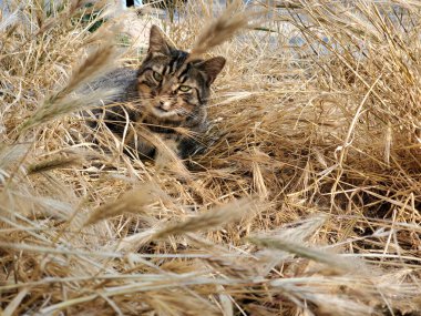 Dünyanın her yerinden kediler.