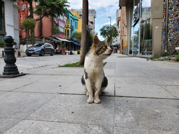 Dünyanın Her Yerinden Kediler — Stok fotoğraf