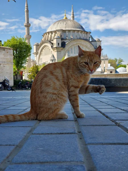 Dünyanın Her Yerinden Kediler — Stok fotoğraf