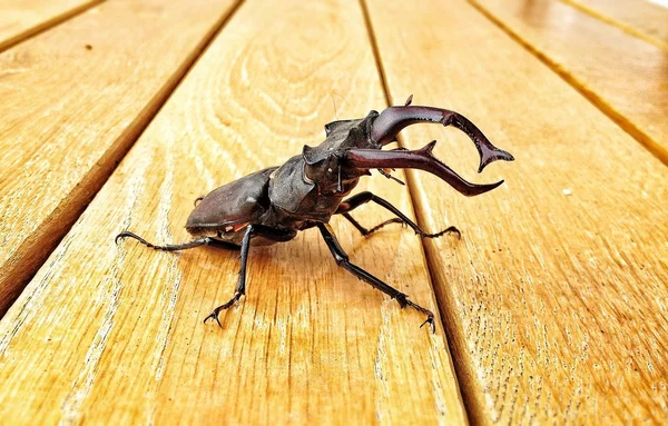 Рогатый жук на деревянном столе . — стоковое фото