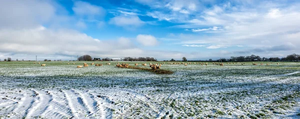 雪の中の羊の群れ コッツウォルズ ストラウド近く イングランド イギリス — ストック写真