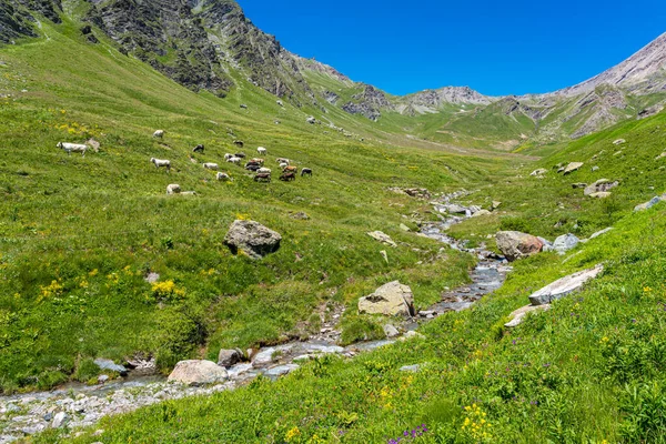 Vista Panorâmica Com Vacas Vagando Perto Riacho Perto Passo Montanha — Fotografia de Stock