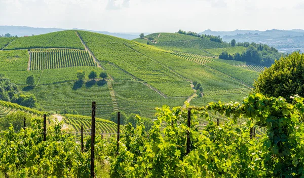 Beautiful Hills Vineyards Surrounding Barbaresco Village Langhe Region Cuneo Piedmont — Stock Photo, Image