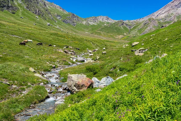 Vista Panorâmica Com Vacas Vagando Perto Riacho Perto Passo Montanha — Fotografia de Stock