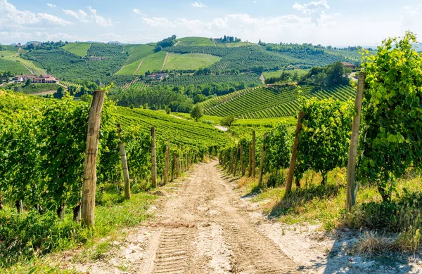 Piękne Wzgórza Winnice Otaczające Wieś Barbaresco Regionie Langhe Cuneo Piemont — Zdjęcie stockowe