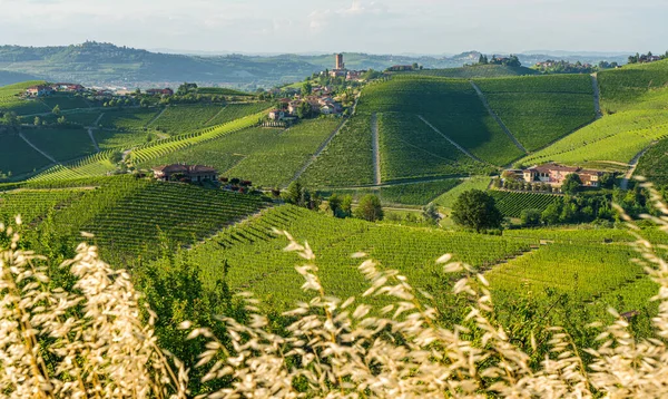 Hermosas Colinas Viñedos Que Rodean Pueblo Barbaresco Región Langhe Cuneo — Foto de Stock