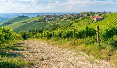 Langhe bölgesinde Treiso 'yu çevreleyen güzel tepeler ve üzüm bağları. Cuneo, Piedmont, İtalya.