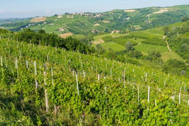 Langhe bölgesinde Treiso 'yu çevreleyen güzel tepeler ve üzüm bağları. Cuneo, Piedmont, İtalya.