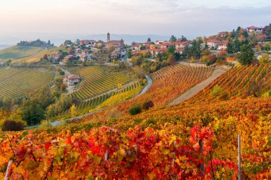 Treiso köyünü çevreleyen sonbahar mevsiminde güzel tepeler ve üzüm bağları. Langhe bölgesinde, Cuneo, Piedmont, İtalya.