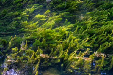 Bolzano yakınlarındaki Valdurna, Sarentino Vadisi, Trentino Alto Adige, İtalya.