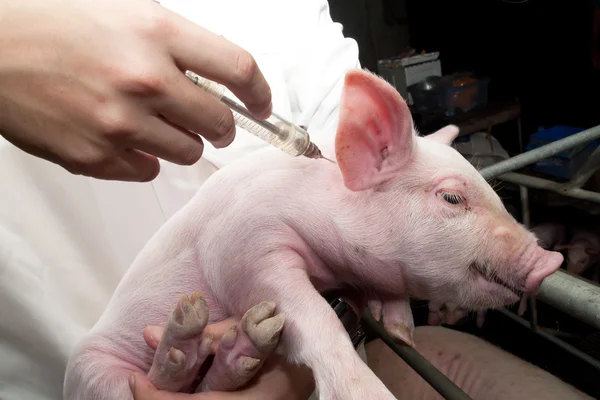 Врач держит шприц с вакциной от свиного гриппа Стоковое Изображение