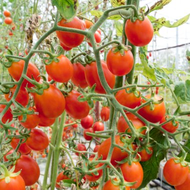 Bahçe kiraz domates