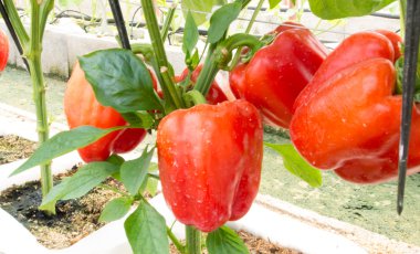 Taze biber, kırmızı biber