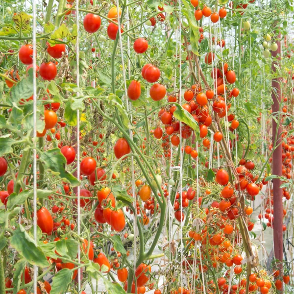 Tomates de cereja em um jardim — Fotografia de Stock