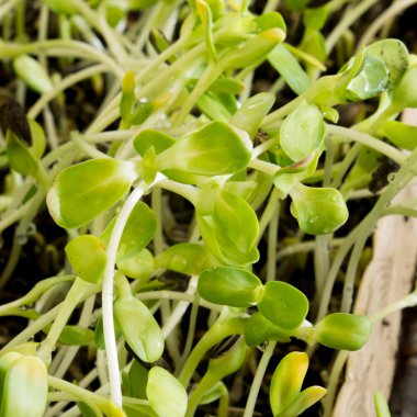 yeşil genç ayçiçeği filizleri beyaz arka planda izole edilmiş.