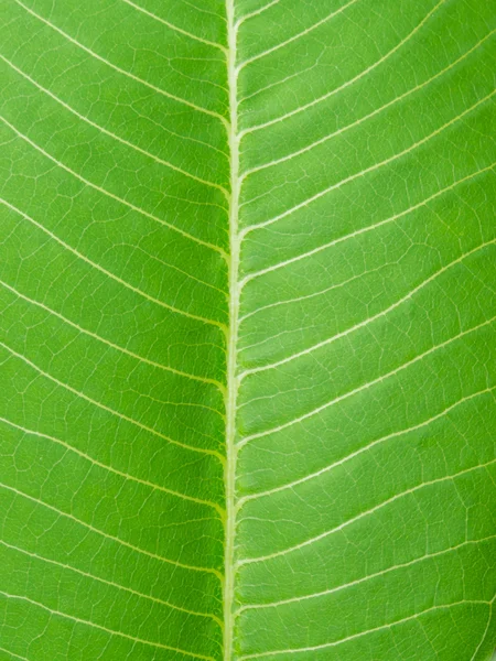 Extreme close-up of fresh green leaf as background. — Stock Photo, Image