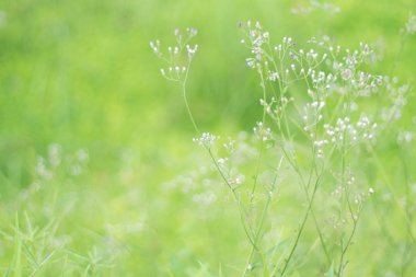 çiçek çim arka plan