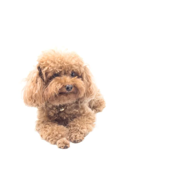 赤いおもちゃのプードルの子犬 — ストック写真