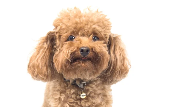 赤いおもちゃのプードルの子犬 — ストック写真