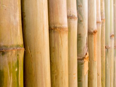 Bambu çit arka plan
