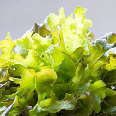 taze kırmızı meşe marul