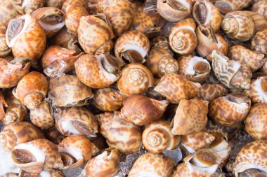 taze benekli babylon