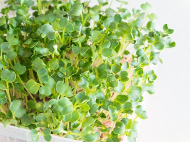 Organik kaiware, Japon sebze veya su teresi kapatın