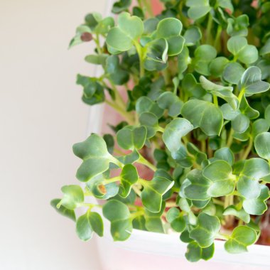 Organik kaiware, Japon sebze veya su teresi kapatın