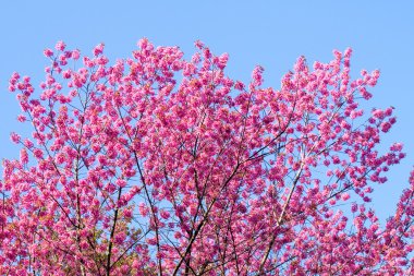 vahşi Himalaya kiraz çiçek çiçek