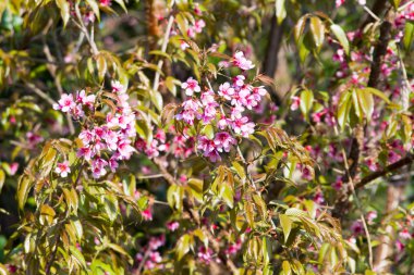 vahşi Himalaya kiraz çiçek çiçek