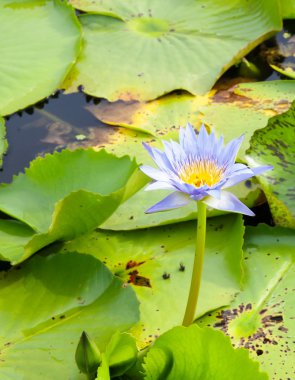 Gölette nilüfer çiçeği