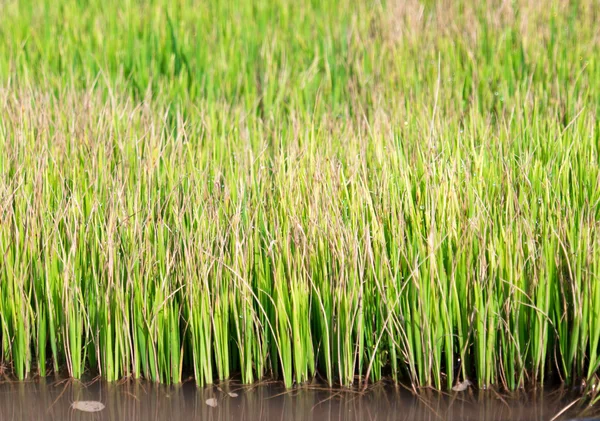 Orez Paddy - Câmp de orez — Fotografie, imagine de stoc